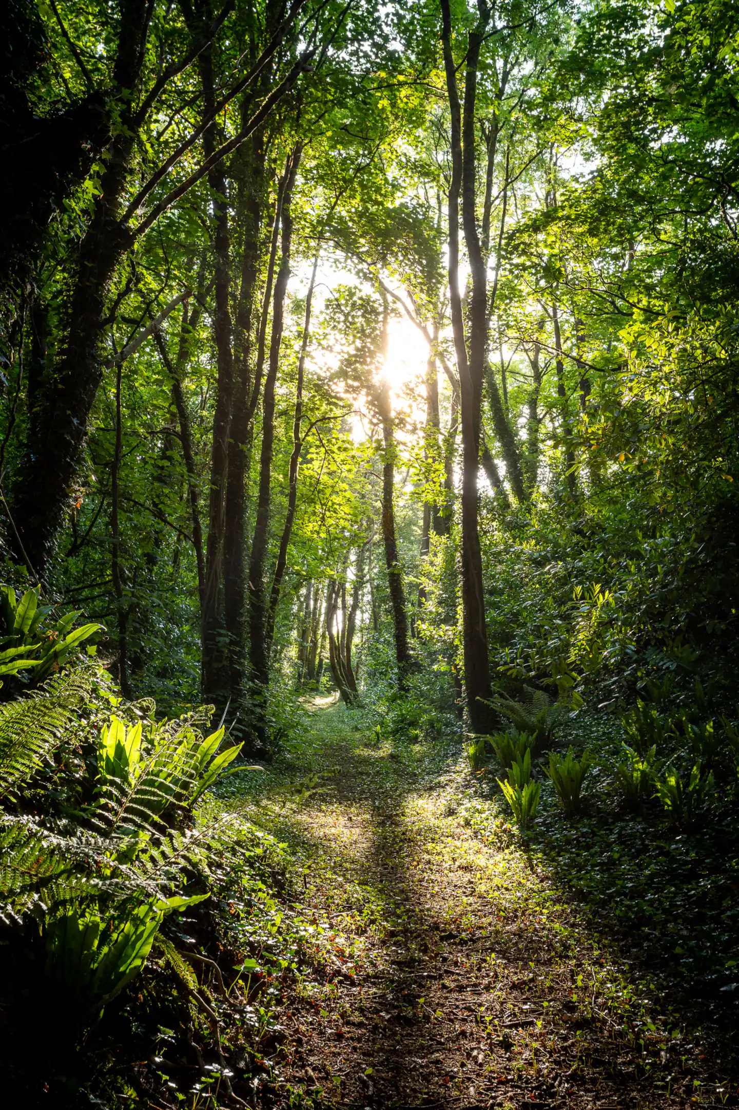 Sunrise through the forest at Ballyglunin Park